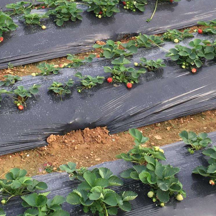 黑色塑料地膜 黑色塑料地膜