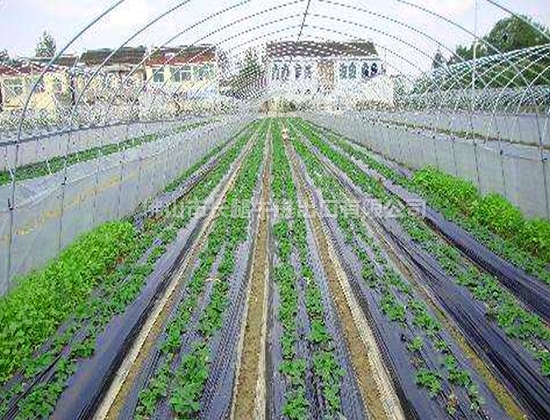 大棚PE薄膜 大棚PE薄膜